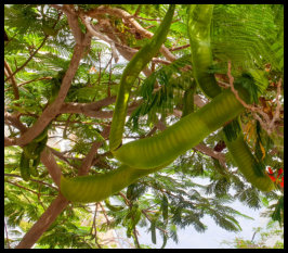 Im Resort - übergrosse Bohne?