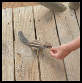 Strand Jandia - Streifenhörnchen