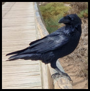 Strand Jandia - Rabe...