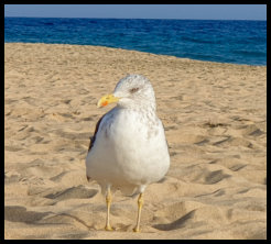 Strand Jandia - Albatros