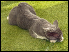 SBH Maxorata Resort - Hauskatze