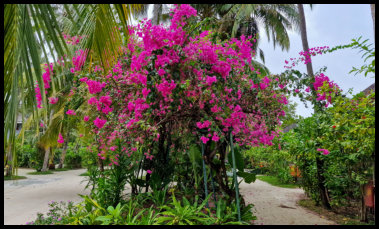 Blühender Insel - Bereich