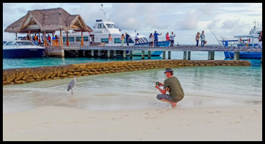 Anlegestelle - Begruessung durch Graureiher
