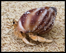 Noch ein Einsiedler Krebs