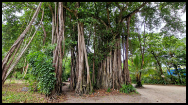 urspruenglicher Dschungel