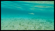 Schwarzspitzen Riffhai