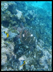 gesehen auf einer Schnorcheltour