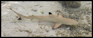 Schwarzspitzen Riffhai Baby