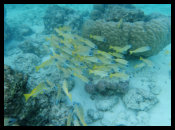 Gelb gestreifter Schnapper